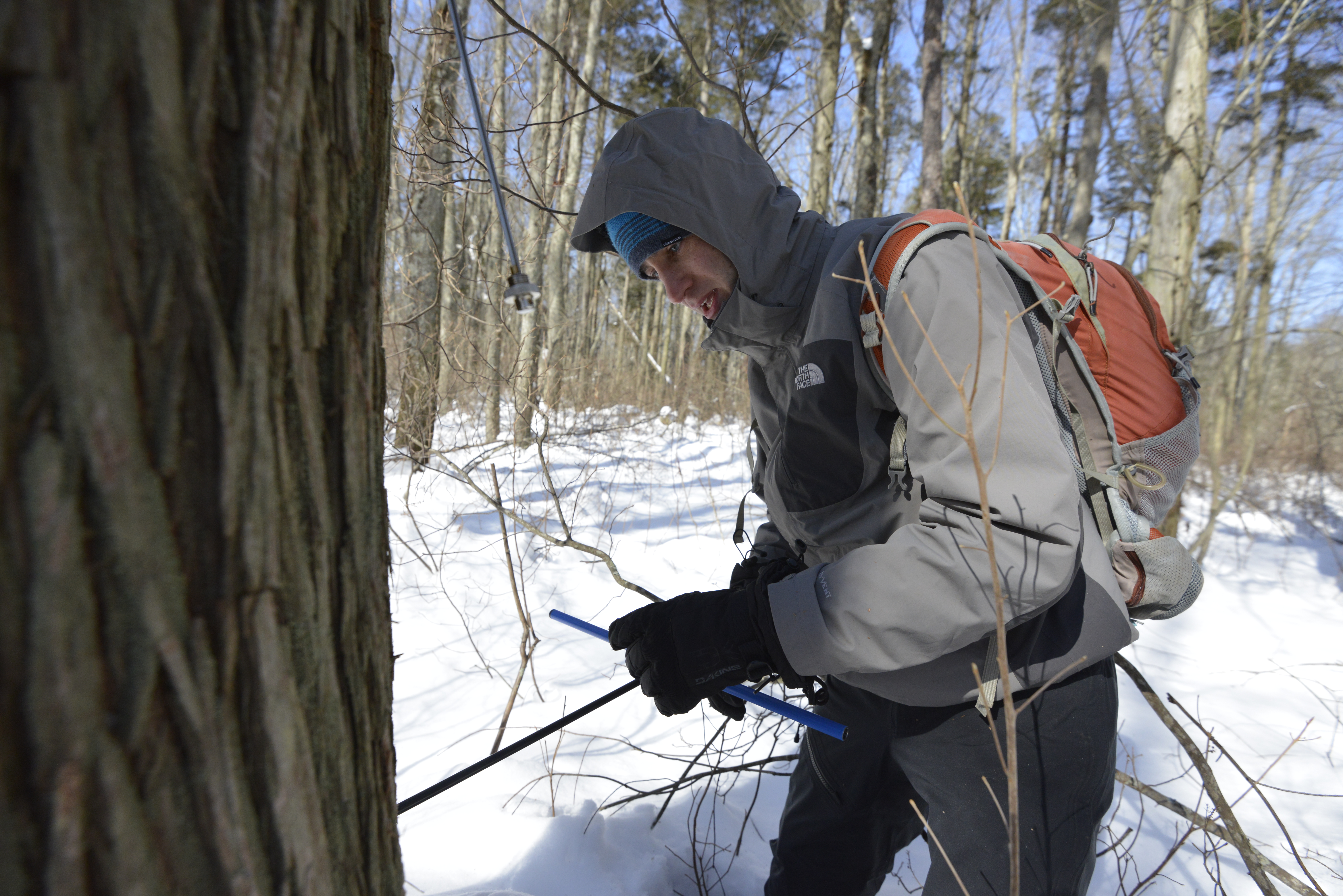 James Bramante coring a tree.